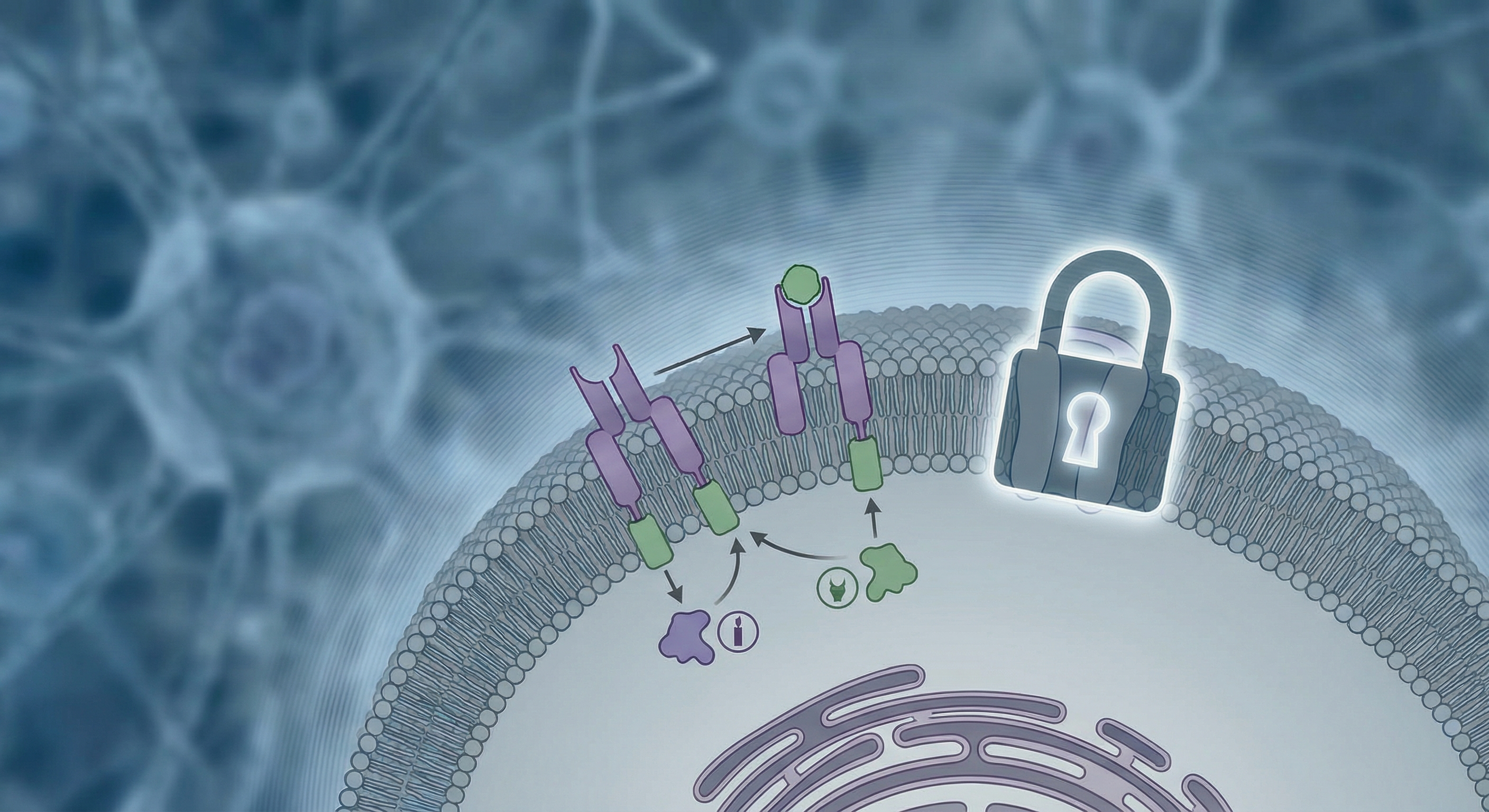 insulino-résistance perte de poids